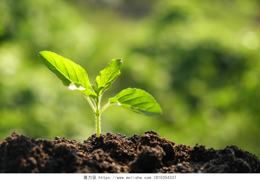 从有机土壤中的种子成长的绿苗从有机土壤中的种子成长的绿苗